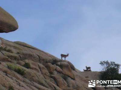 Cabra montés (Capra pyrenaica) - rutas senderismo en madrid; grupos de montaña madrid
